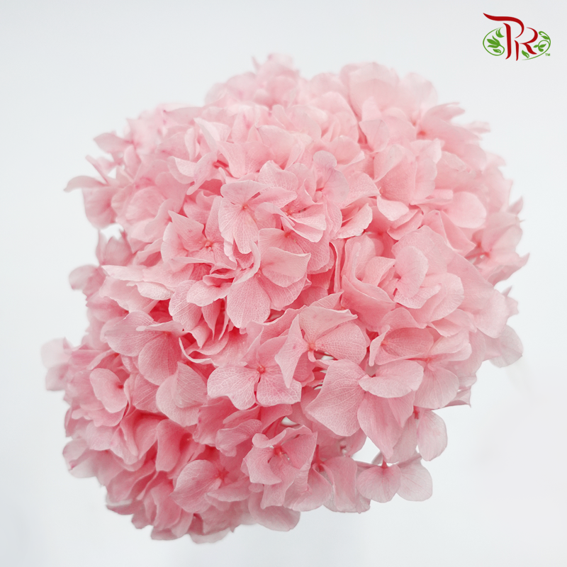 Preserved Hydrangea (Variety Tone)-Crepe Pink#8-China-prflorist.com.my