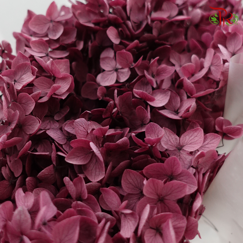 Preserved Hydrangea (Variety Tone)-Dark Purple-China-prflorist.com.my