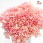 Preserved Hydrangea (Variety Tone)-Flamingo Pink #6-China-prflorist.com.my