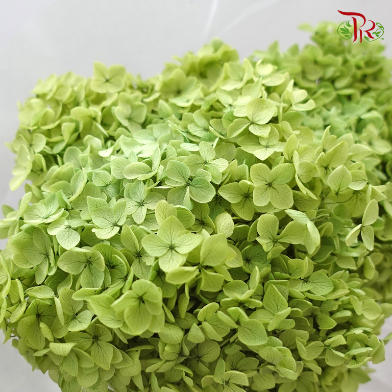 Preserved Hydrangea (Variety Tone)-Green 3-China-prflorist.com.my