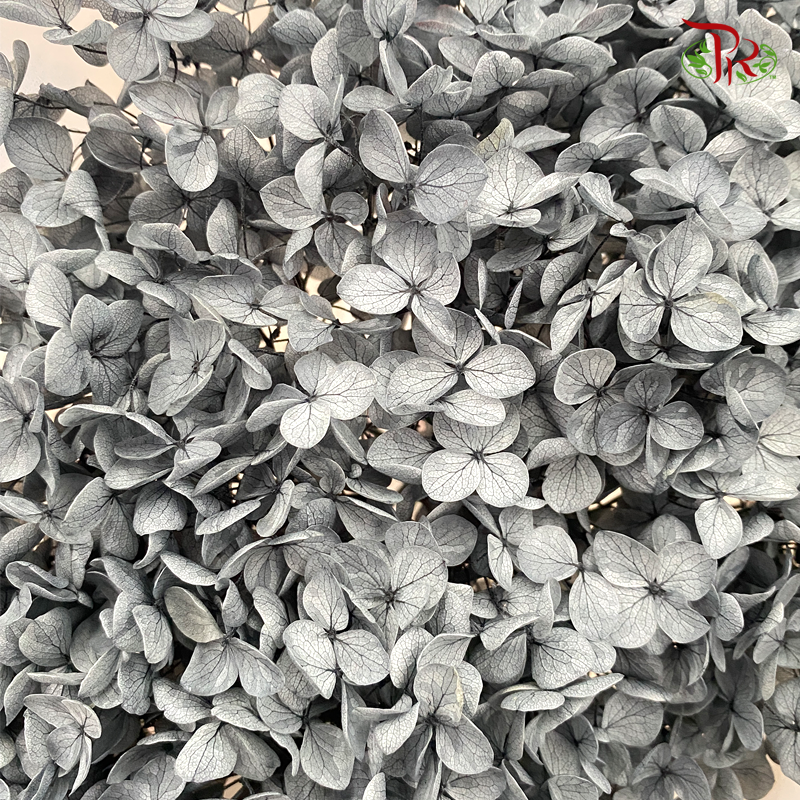 Preserved Hydrangea (Variety Tone)-Grey-China-prflorist.com.my