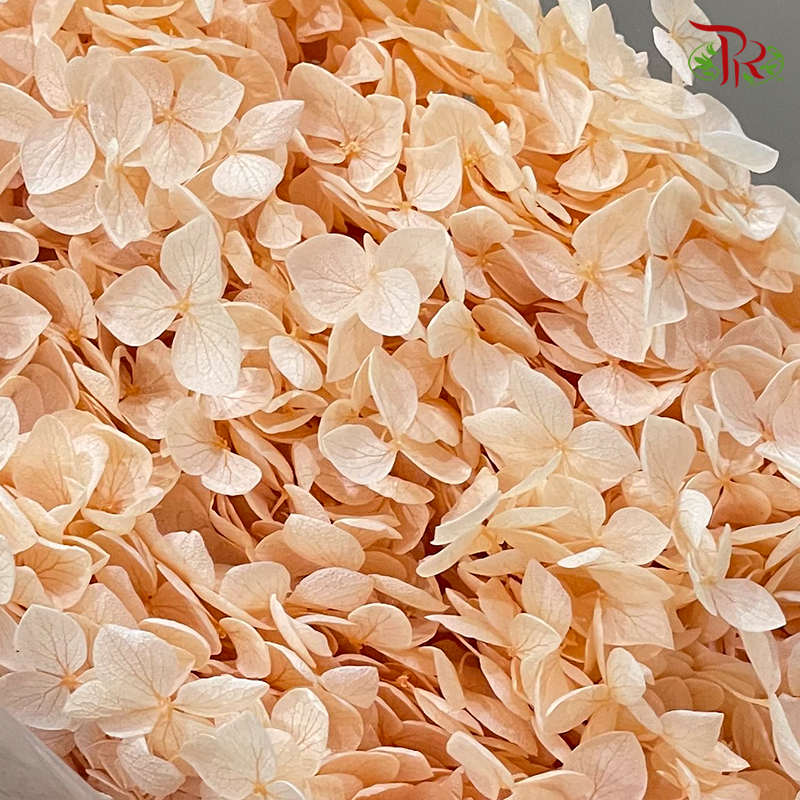 Preserved Hydrangea (Variety Tone)-Light Peach-China-prflorist.com.my