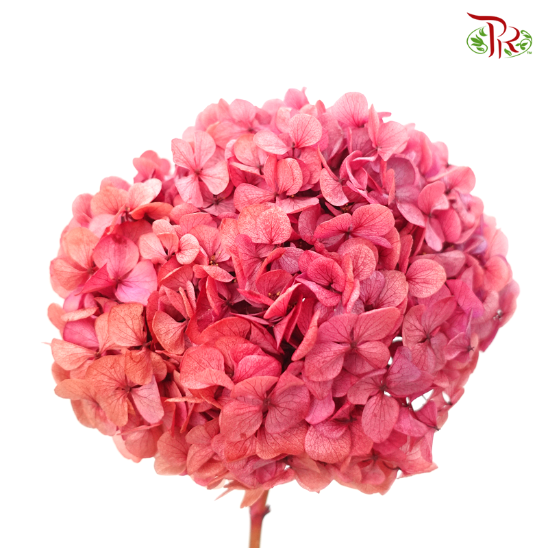 Preserved Hydrangea (Variety Tone)-Magic Cherry Pink#4-China-prflorist.com.my