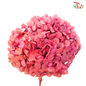 Preserved Hydrangea (Variety Tone)-Magic Cherry Pink#4-China-prflorist.com.my