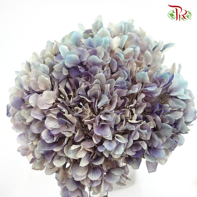 Preserved Hydrangea (Variety Tone)-Mermaid Blue & Purple #7-China-prflorist.com.my