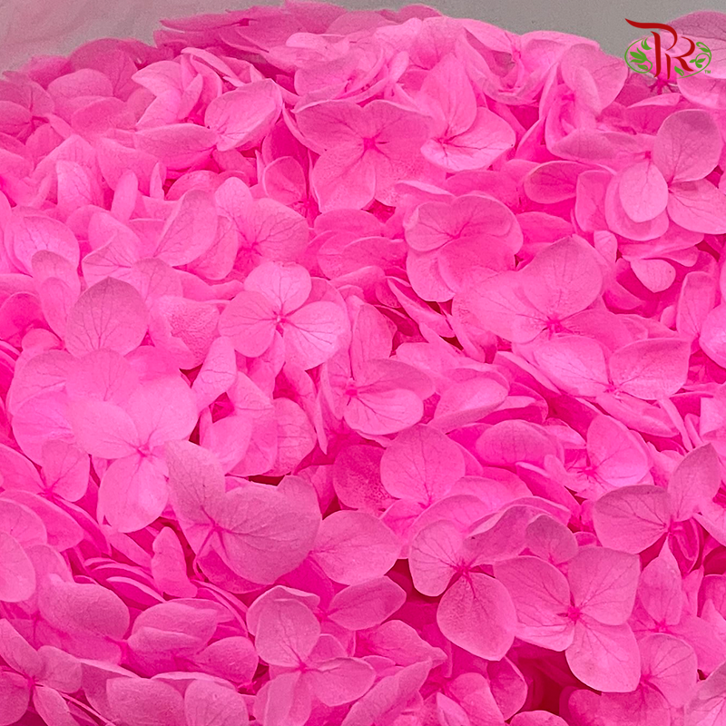 Preserved Hydrangea (Variety Tone)-Pink 2-China-prflorist.com.my