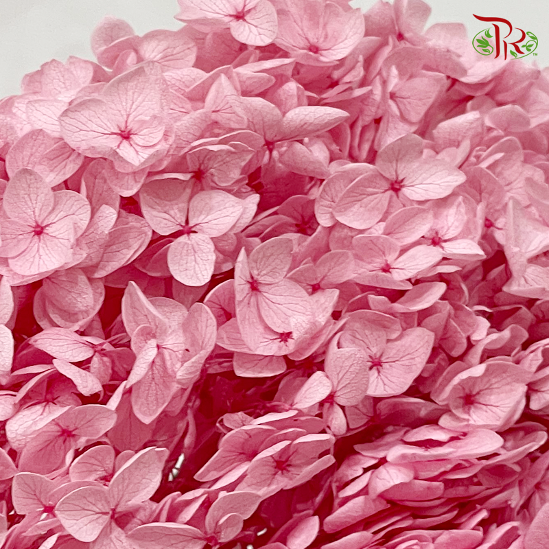 Preserved Hydrangea (Variety Tone)-Pink 3-China-prflorist.com.my