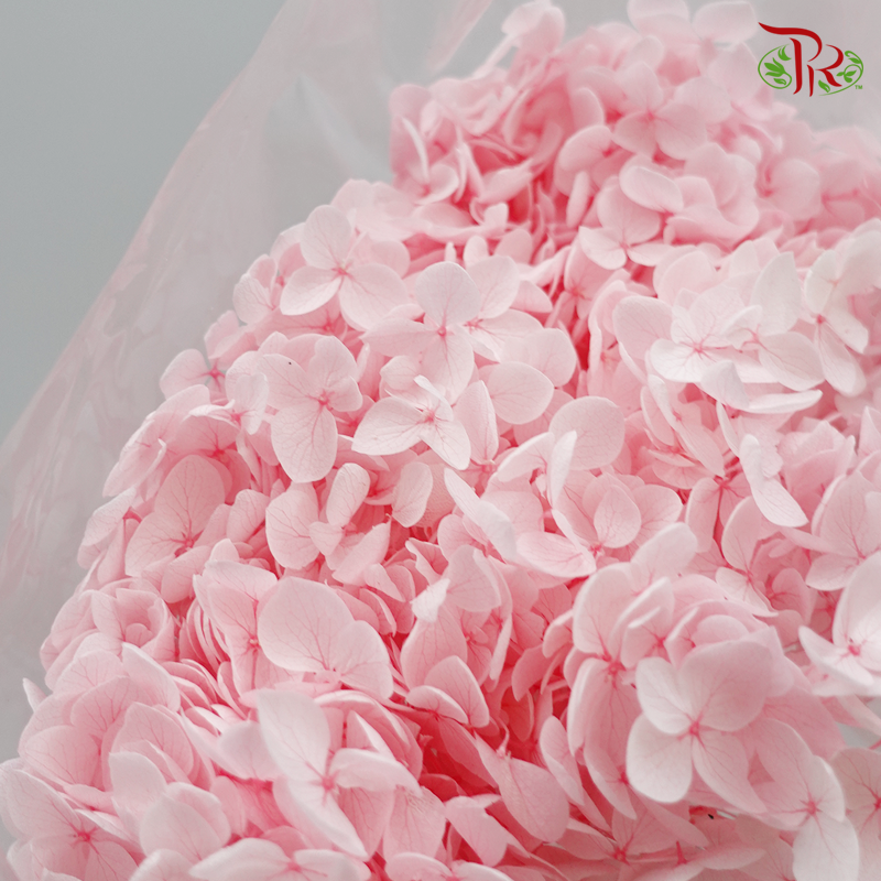 Preserved Hydrangea (Variety Tone)-Pink 4-China-prflorist.com.my