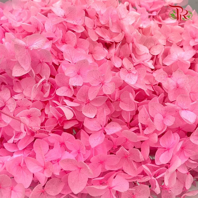 Preserved Hydrangea (Variety Tone)-Pink 5-China-prflorist.com.my