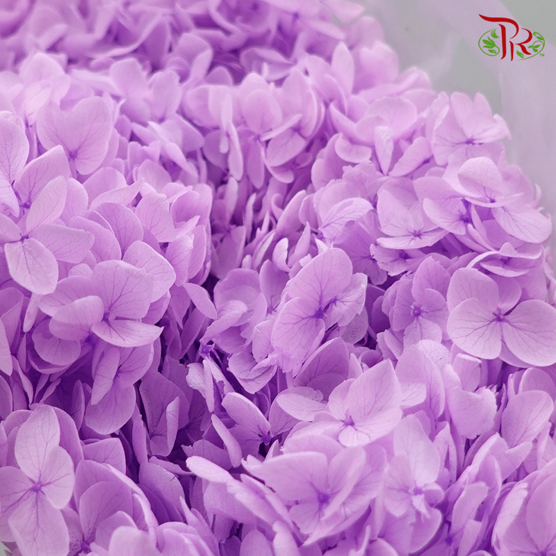 Preserved Hydrangea (Variety Tone)-Purple 1-China-prflorist.com.my