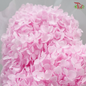 Preserved Hydrangea (Variety Tone)-Purple 4-China-prflorist.com.my