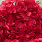 Preserved Hydrangea (Variety Tone)-Red 1-China-prflorist.com.my