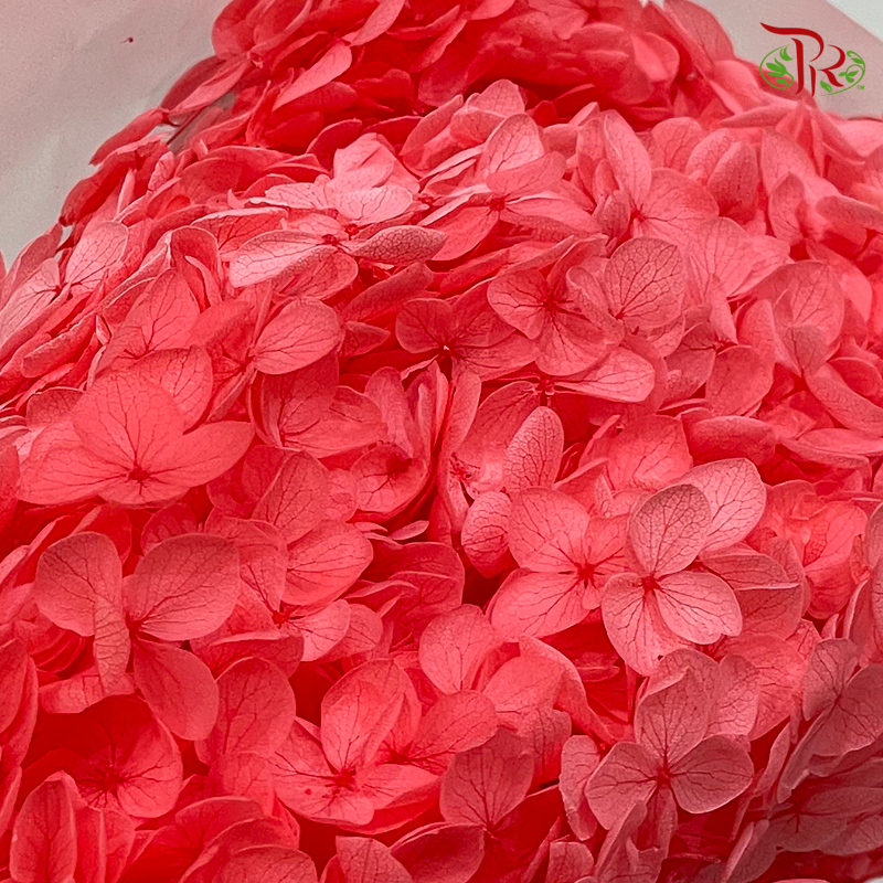 Preserved Hydrangea (Variety Tone)-Red 2-China-prflorist.com.my