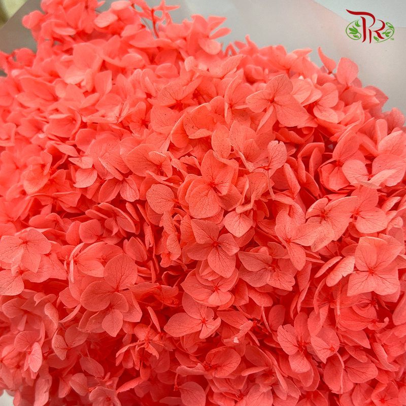 Preserved Hydrangea (Variety Tone)-Red 3-China-prflorist.com.my