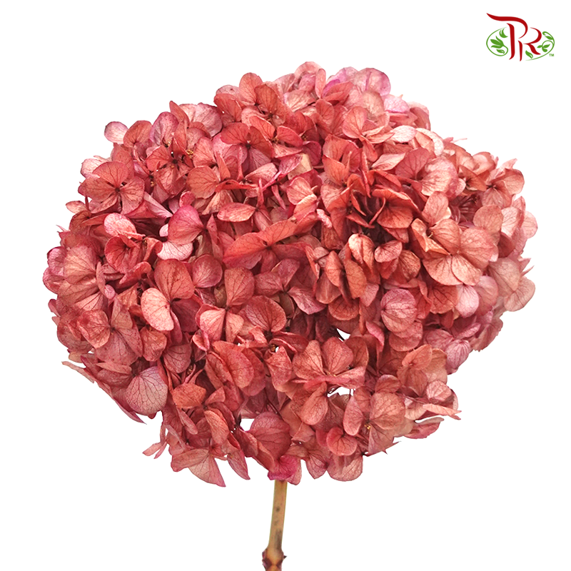 Preserved Hydrangea (Variety Tone)-Vintage Red#2-China-prflorist.com.my