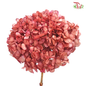 Preserved Hydrangea (Variety Tone)-Vintage Red#2-China-prflorist.com.my