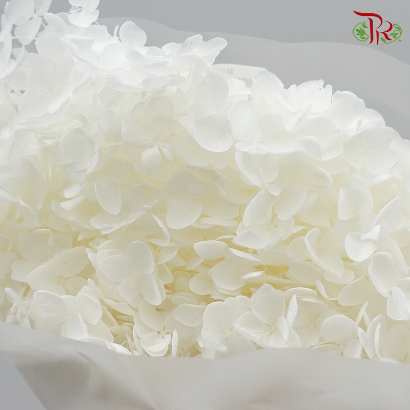 Preserved Hydrangea (Variety Tone)-White-China-prflorist.com.my