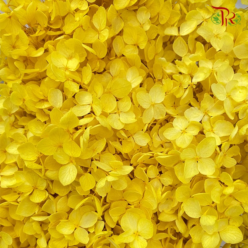 Preserved Hydrangea (Variety Tone)-Yellow-China-prflorist.com.my