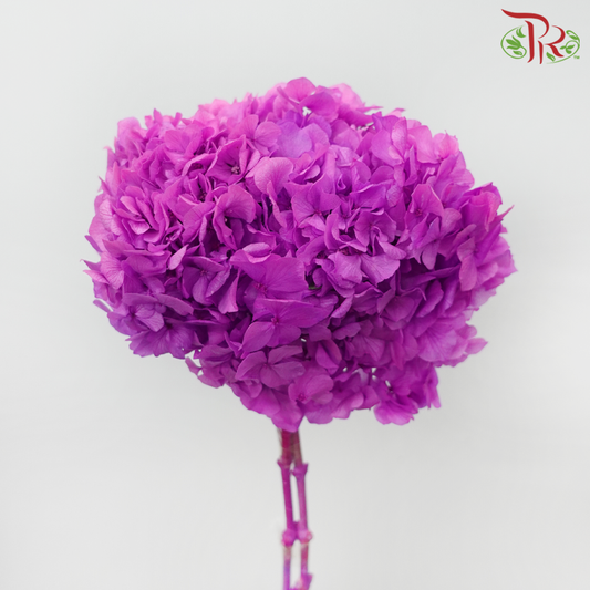 Preserved Hydrangea - Violet (Per Stem)-Purple-China-prflorist.com.my