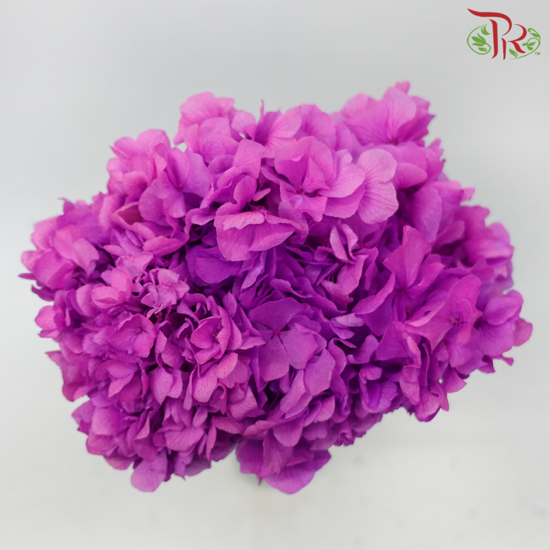 Preserved Hydrangea - Violet (Per Stem)-Purple-China-prflorist.com.my