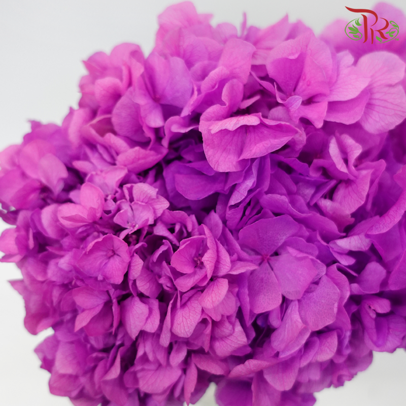 Preserved Hydrangea - Violet (Per Stem)-Purple-China-prflorist.com.my