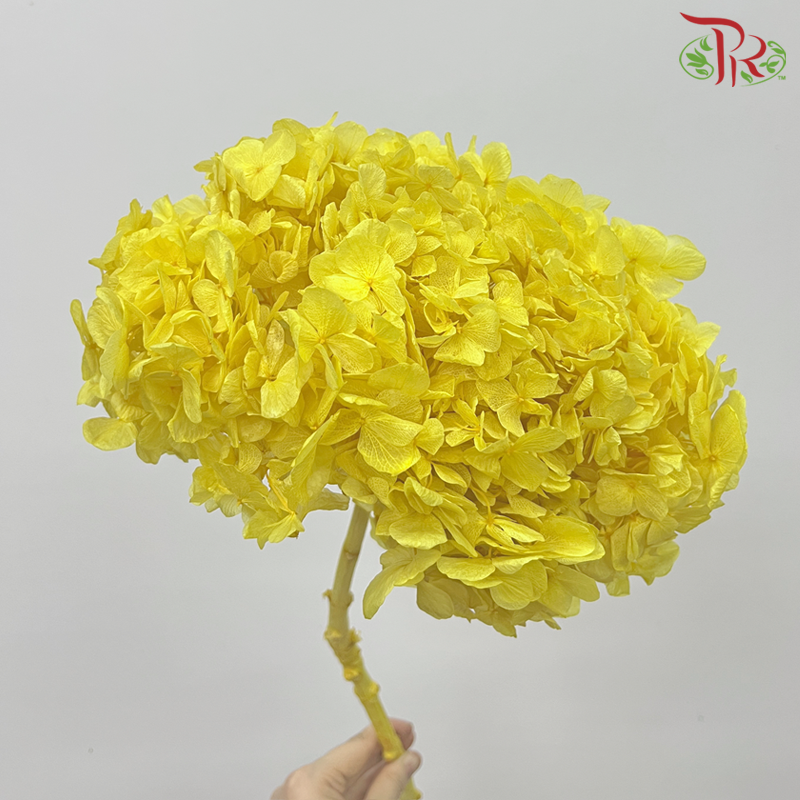 Preserved Hydrangea - Yellow (Per Stem)-Yellow-China-prflorist.com.my