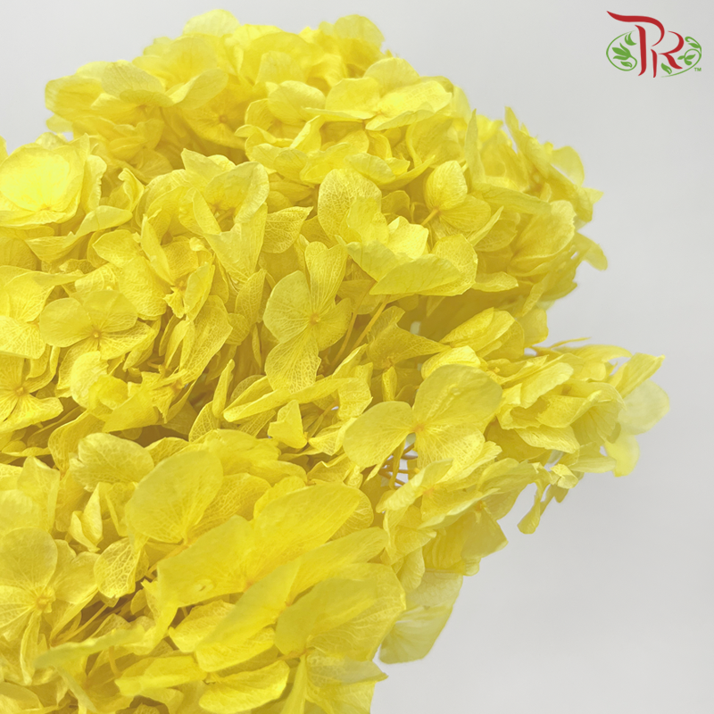 Preserved Hydrangea - Yellow (Per Stem)-Yellow-China-prflorist.com.my