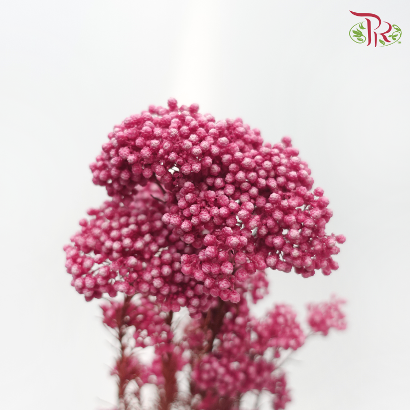 Preserved Rice Flower - Dark Pink (Per Bunch)-Pink-China-prflorist.com.my