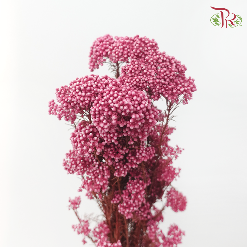 Preserved Rice Flower - Dark Pink (Per Bunch)-Pink-China-prflorist.com.my