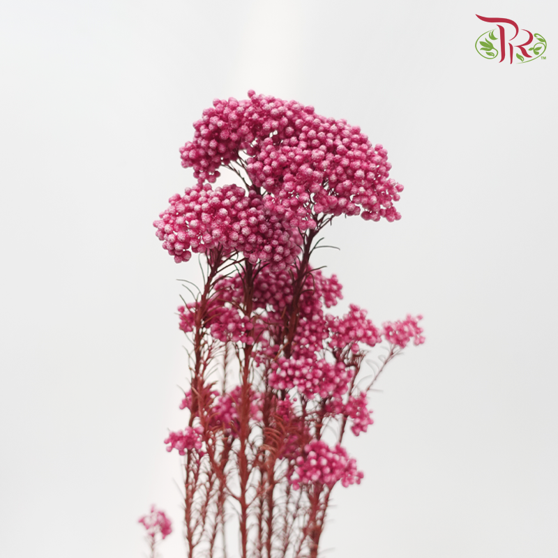 Preserved Rice Flower - Dark Pink (Per Bunch)-Pink-China-prflorist.com.my