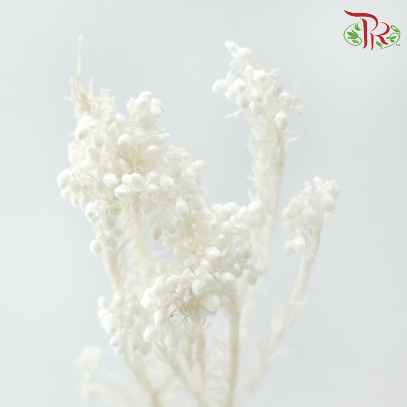 Preserved Rice Flower - White (Per Bunch)-White-China-prflorist.com.my