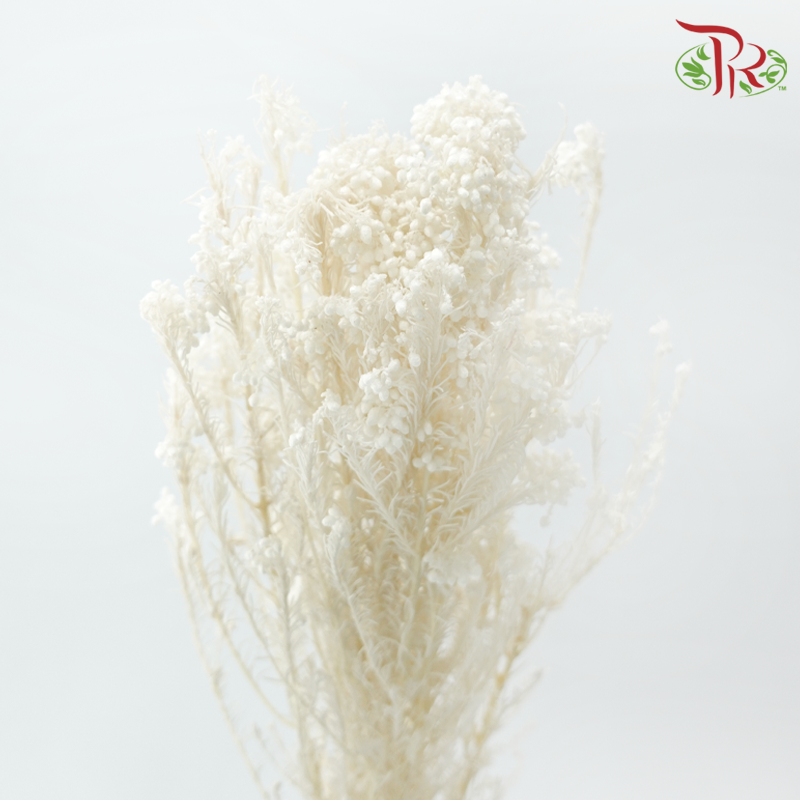 Preserved Rice Flower - White (Per Bunch)-White-China-prflorist.com.my