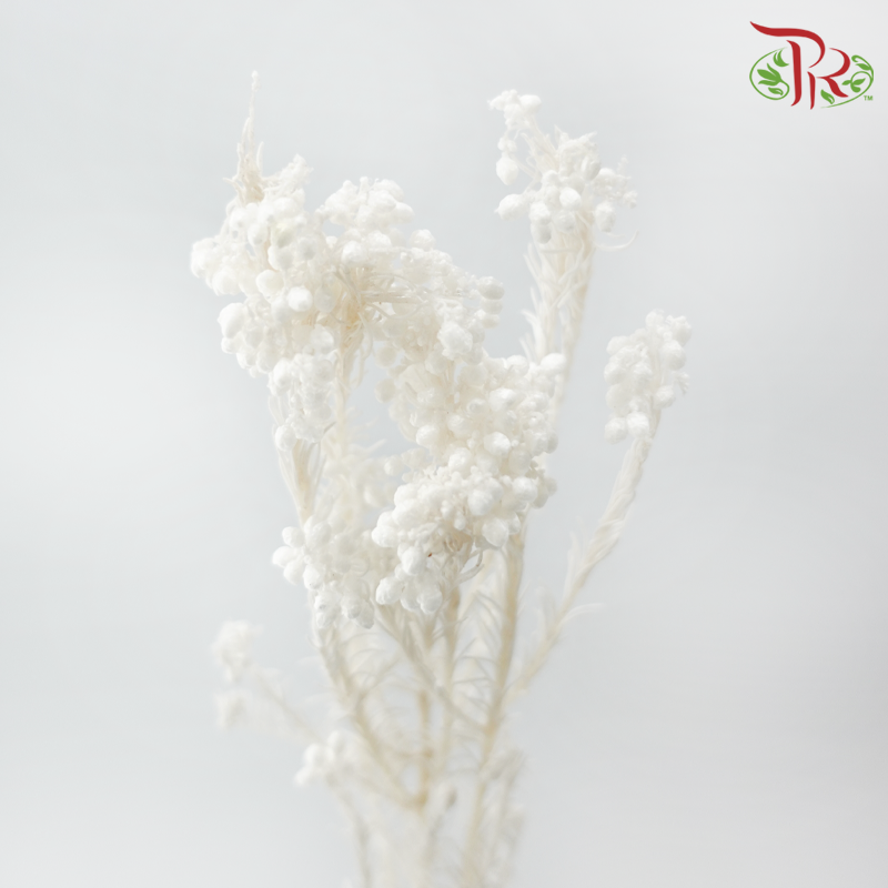 Preserved Rice Flower - White (Per Bunch)-White-China-prflorist.com.my