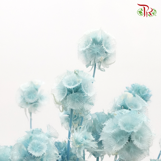 Preserved Scabiosa - Light Blue (Per Bunch) #4-Blue-China-prflorist.com.my