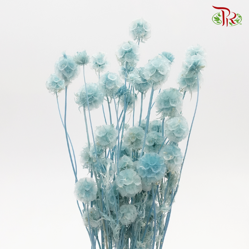 Preserved Scabiosa - Light Blue (Per Bunch) #4-Blue-China-prflorist.com.my