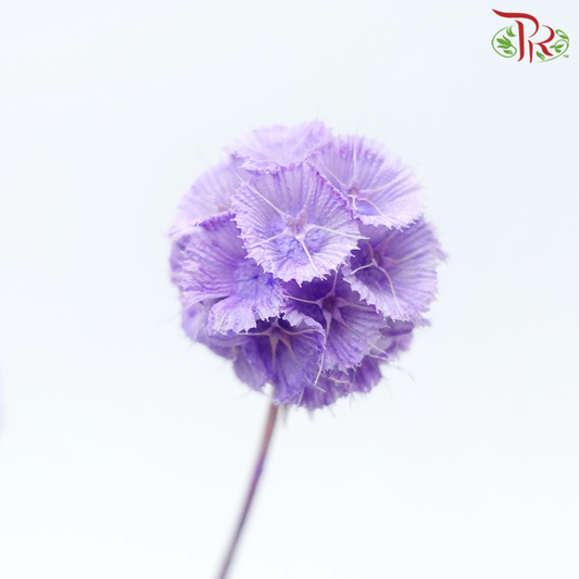 Preserved Scabiosa - Purple (Per Bunch) #3-Purple-China-prflorist.com.my