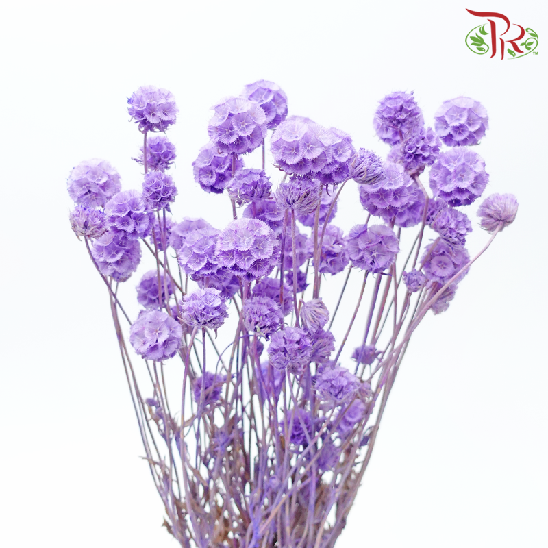 Preserved Scabiosa - Purple (Per Bunch) #3-Purple-China-prflorist.com.my