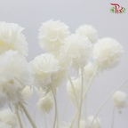 Preserved Scabiosa - White (Per Bunch)-White-China-prflorist.com.my