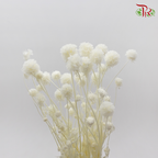 Preserved Scabiosa - White (Per Bunch)-White-China-prflorist.com.my
