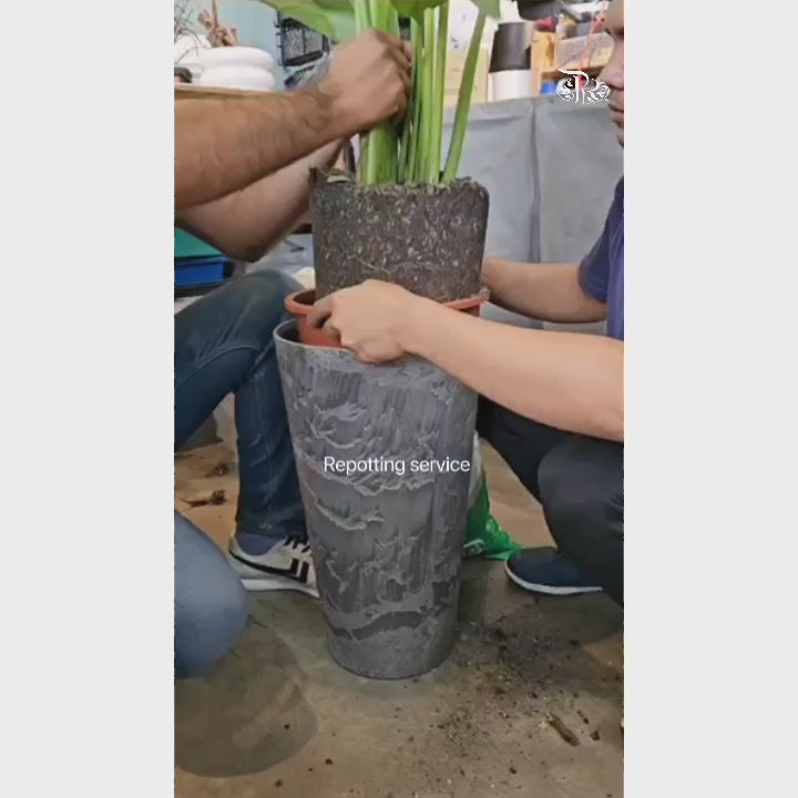 Plant Repotting Service (Door-to-door Service)