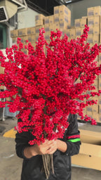 Ilex Purpuea Hassk - Red (80cm) - (Per Stem)