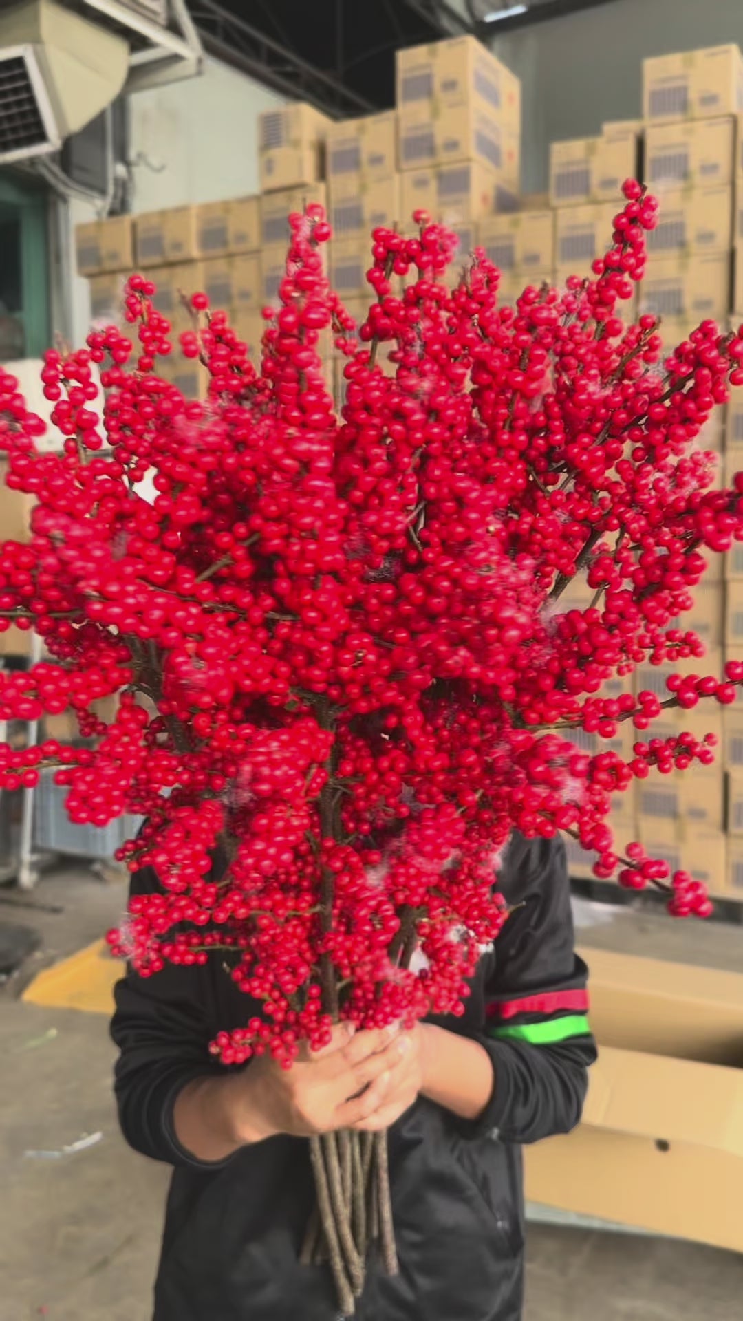 Ilex Purpuea Hassk - Red (80cm) - (Per Stem)