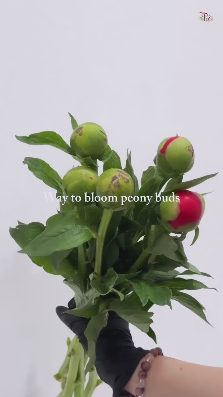 Peony - Hart  ***FRAGILE (10 Stems)***(Small / Medium Head)