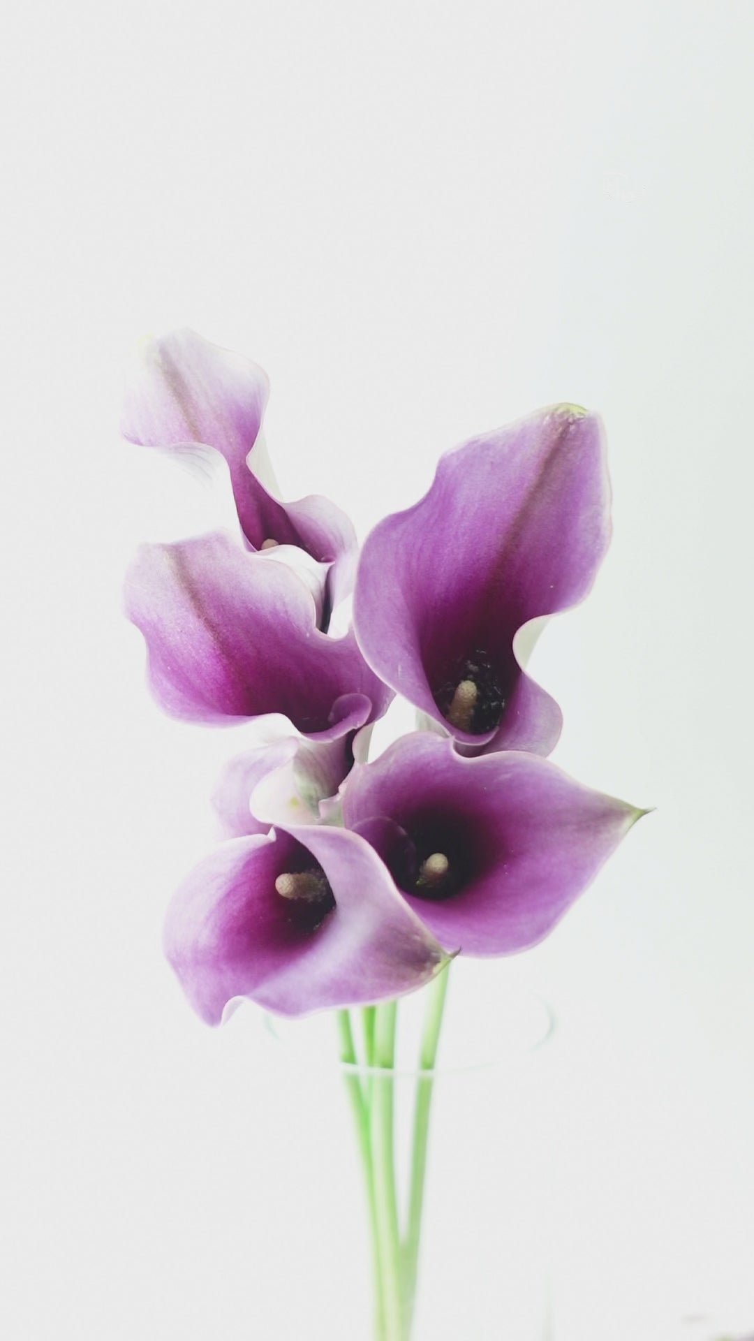 Calla Lily - Purple With White Edge (5 Stems)