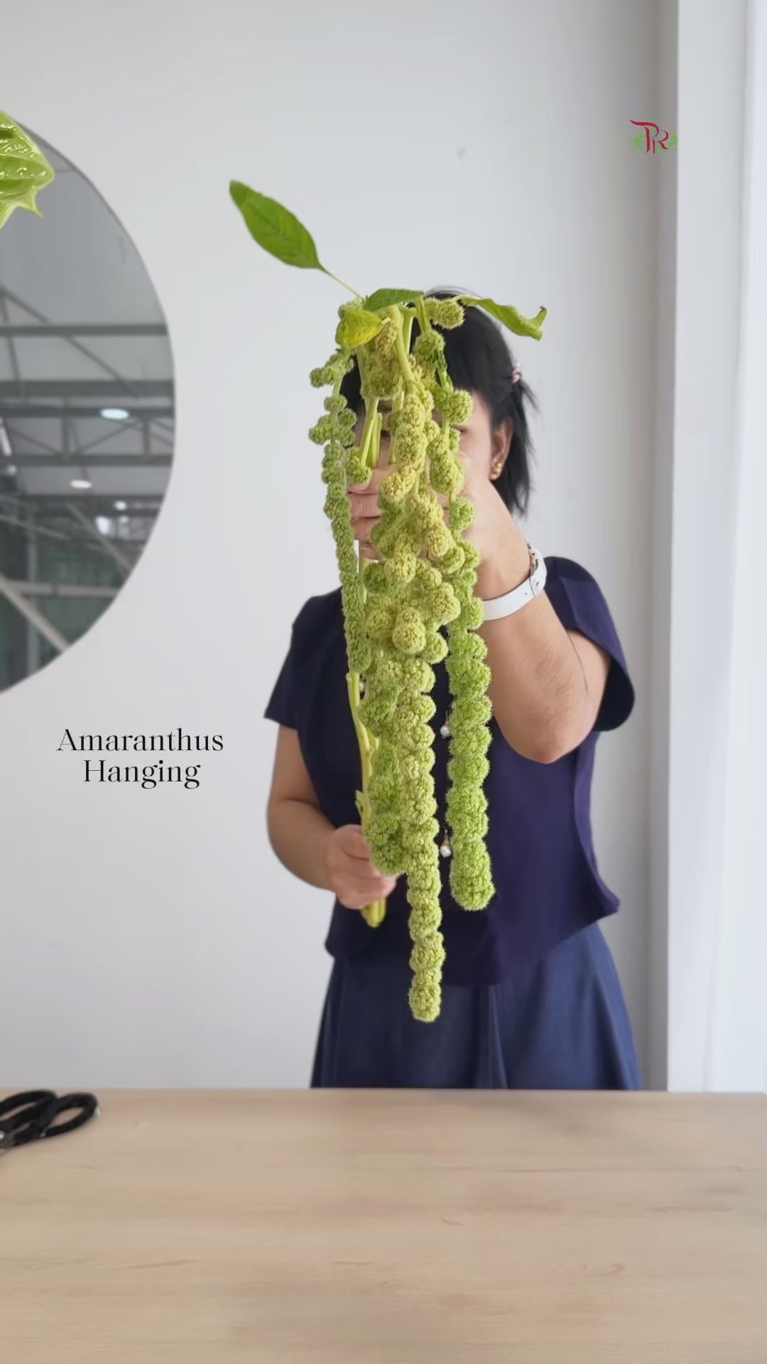 Allium Globemaster (Per Stem)