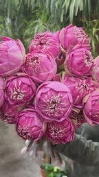 HW - Lotus Flower - Unfold type (Per Stem)