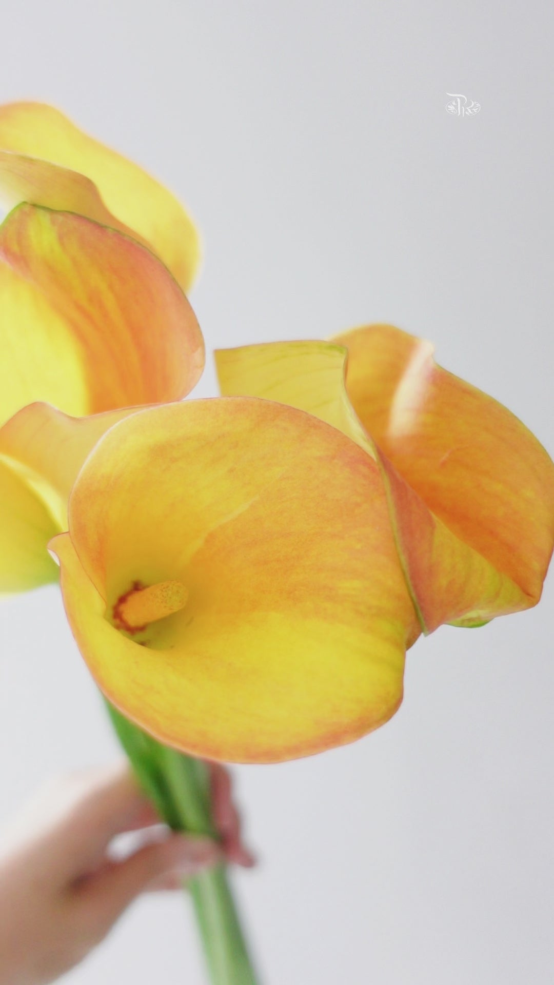 Calla Lily - Yellow Sunset (5 Stems)