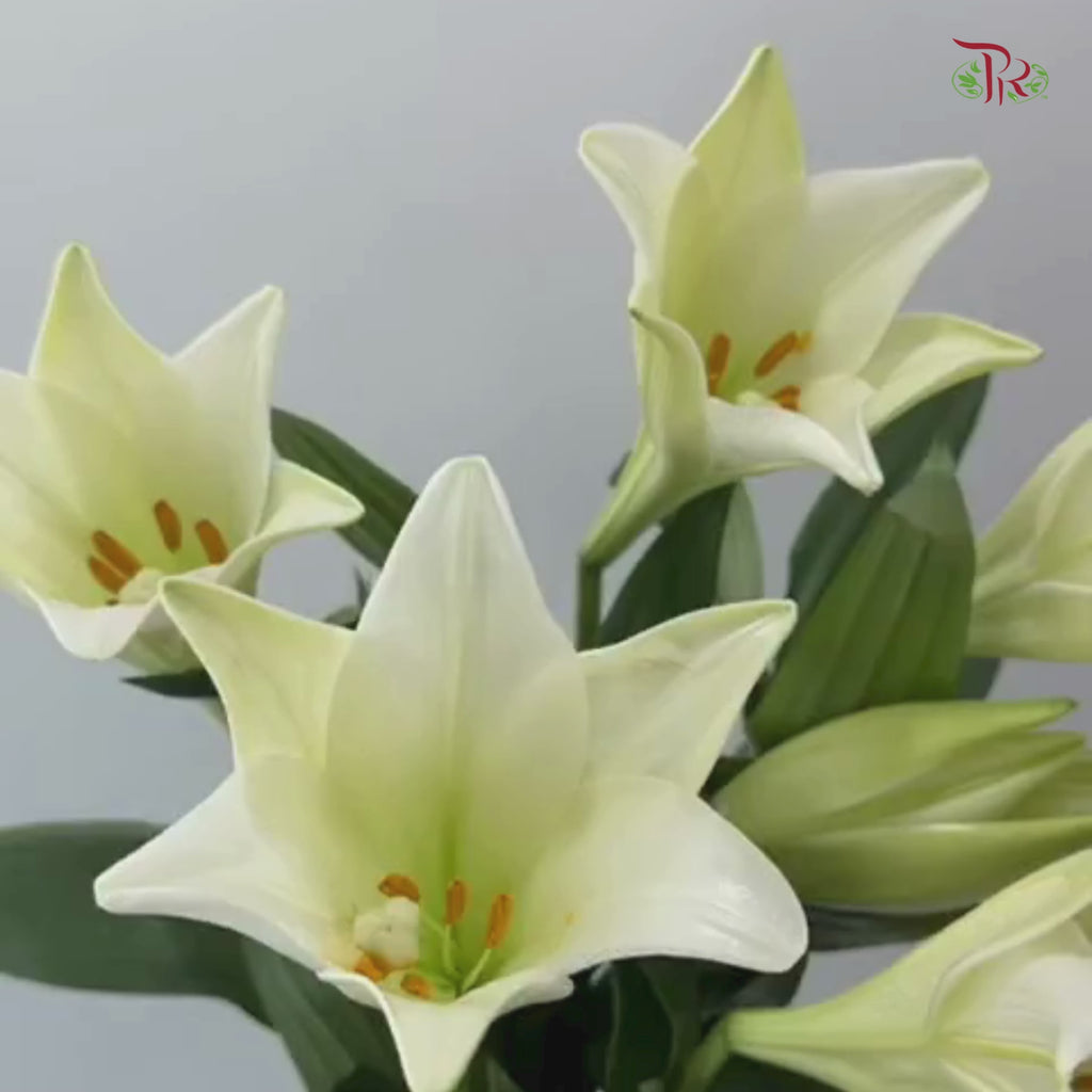 Madonna Lily (A) - 10 Stems