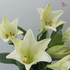 Madonna Lily (A) - 10 Stems