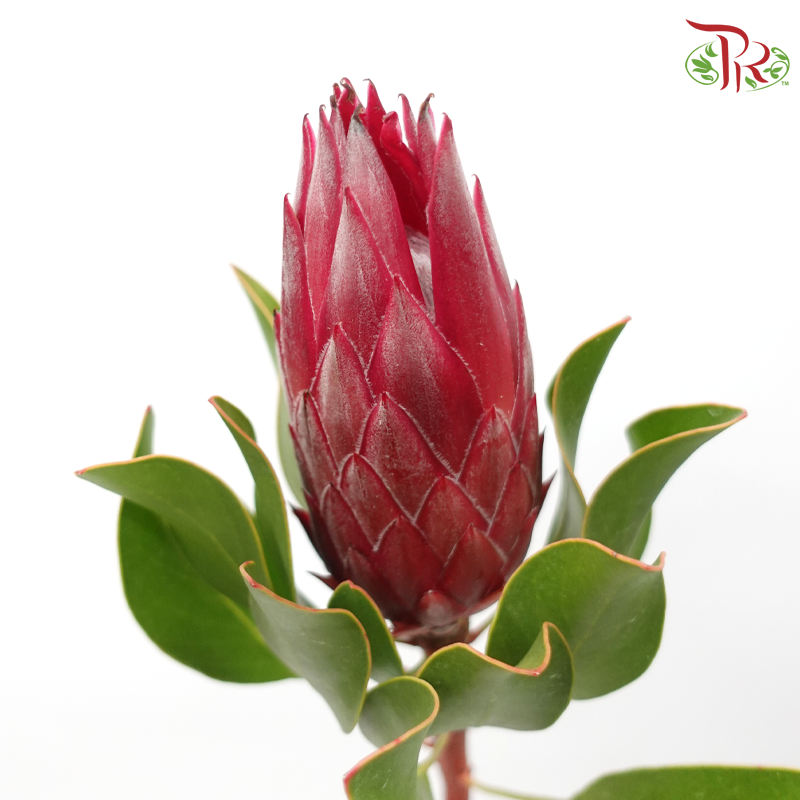 Protea Madiba - (2 Stems)-Pink-Africa-prflorist.com.my